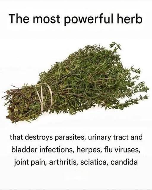 The Most Potent Herb That Destroys Parasites, Urinary Tract & Bladder Infections, Herpes, and Flu Viruses: Oregano Oil