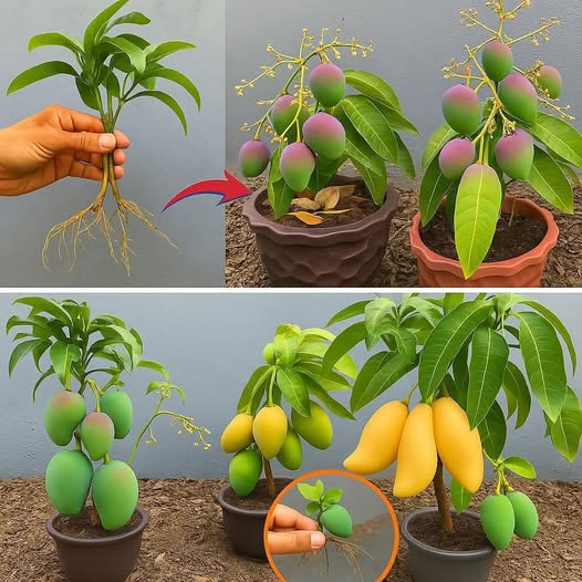 Guaranteed Success: Growing a Mango Tree from Leaves