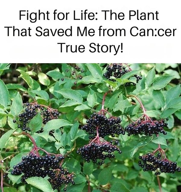 Fight for Life: The Plant That Saved Me from Can:cer – True Story!