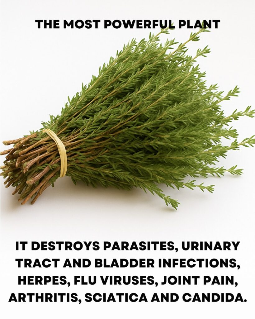 It is among the most powerful plants in the world.