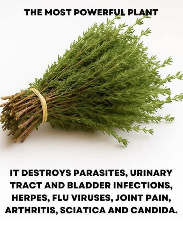 The Most Potent Herb That Destroys Parasites, Urinary Tract