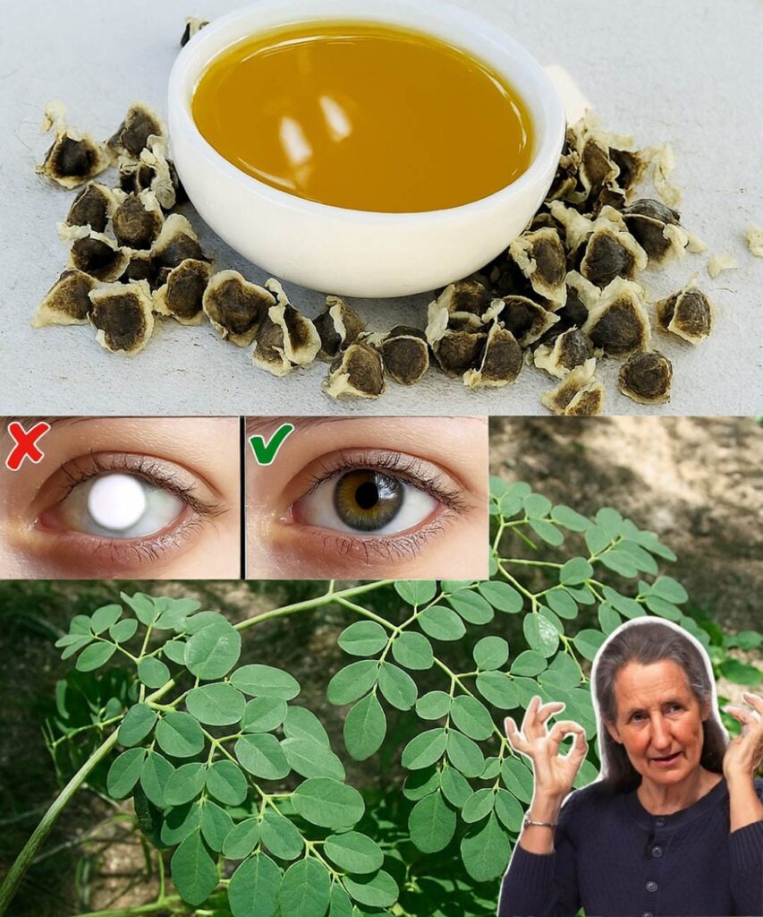 Moringa Seeds: These Little Wonders That Can Transform Your Health