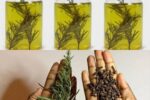 The Japanese Secret to Hair Growth: Rosemary, Cloves, and Onions