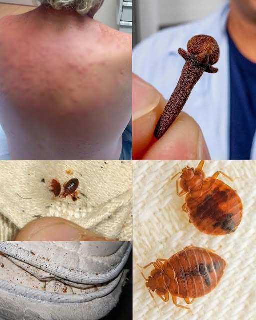 Natural Pest Control: Eliminate Bed Bugs and Household Pests with Diatomaceous Earth