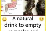 The Digestive Process: How the Body Separates Food from Waste