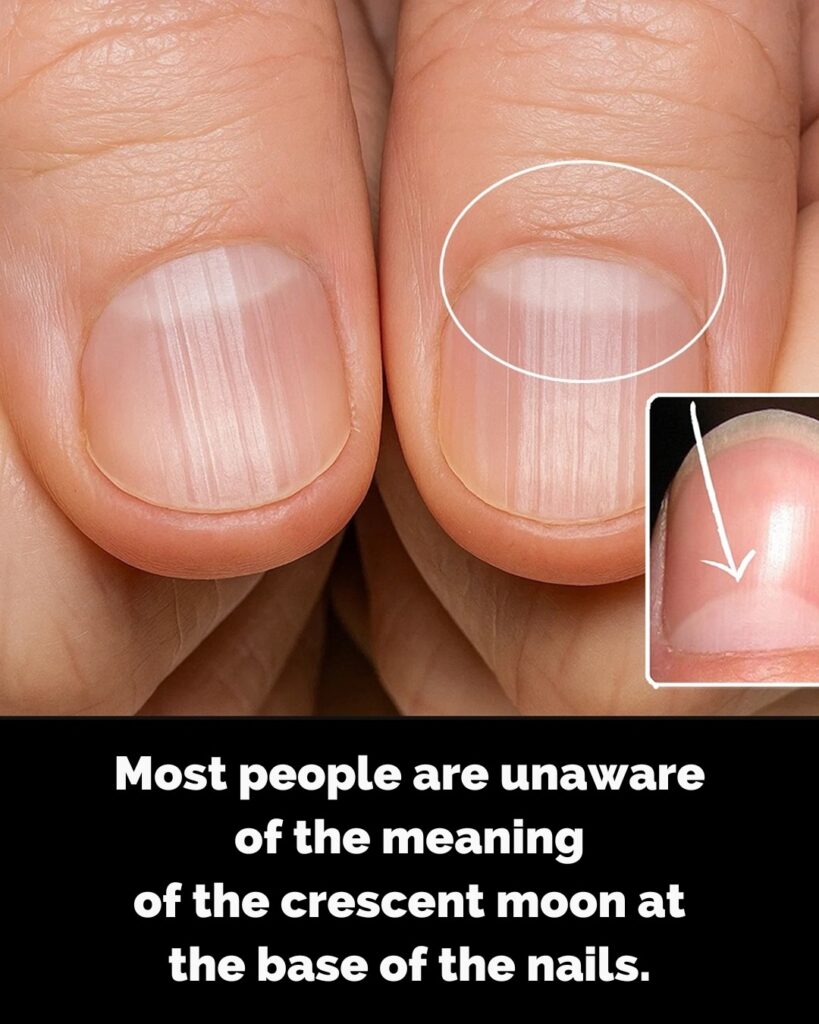 What is the meaning of the half moon at the base of your nails?