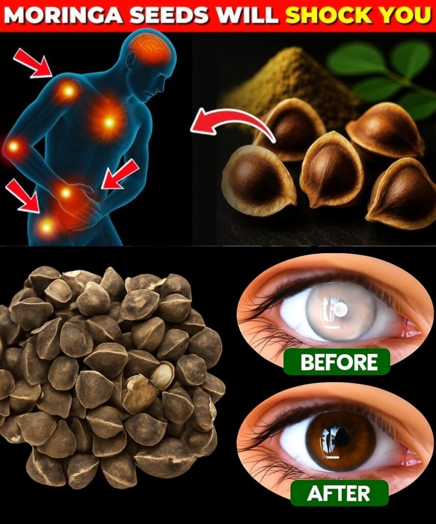 12 Moringa Seed Benefits You’ll Never Hear from Your Doctor (But You Should Know)