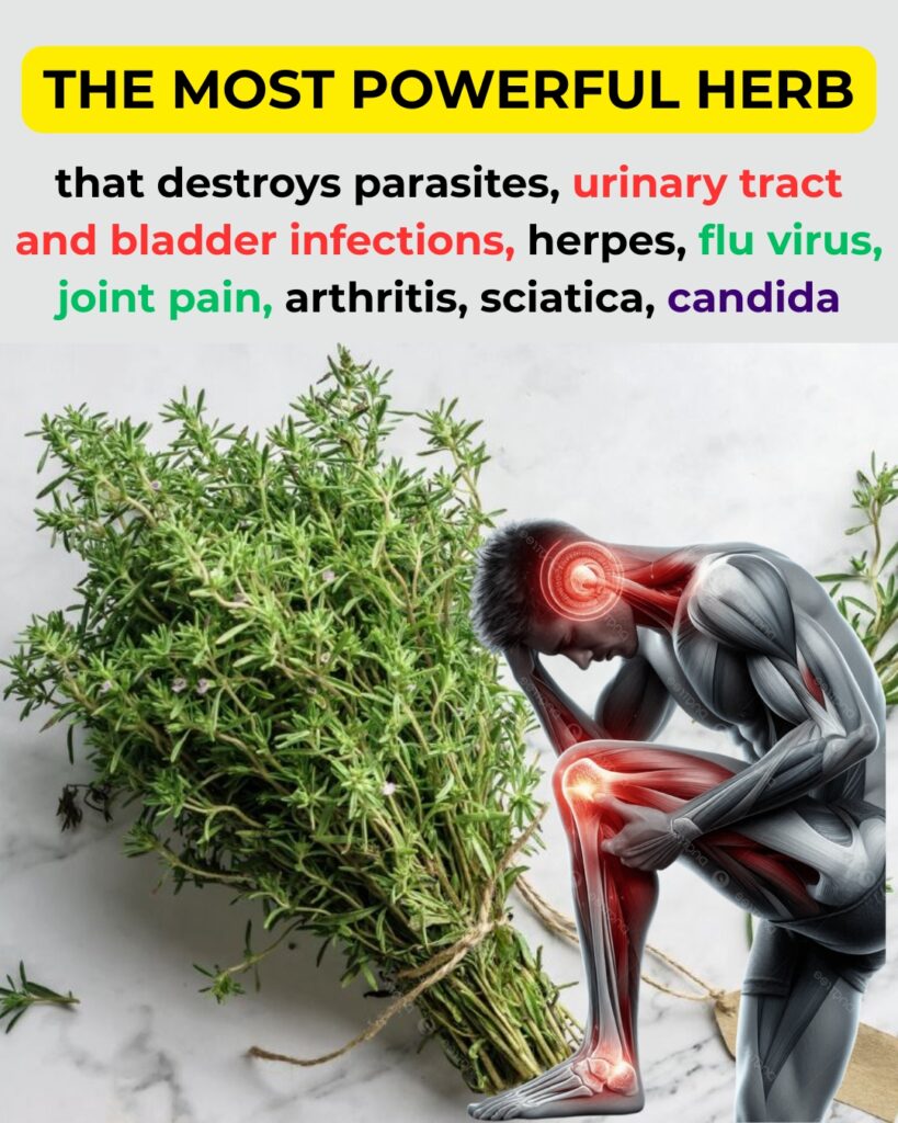 Thyme: The Most Powerful Herb You Should Know About