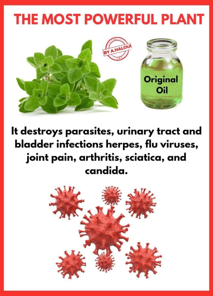 THE MOST POWERFUL PLANT