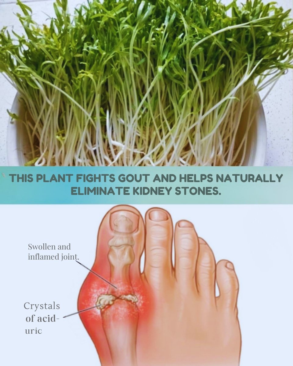 🌿 Alfalfa for Kidneys and Gout: A Natural Support for Cleansing and Balance