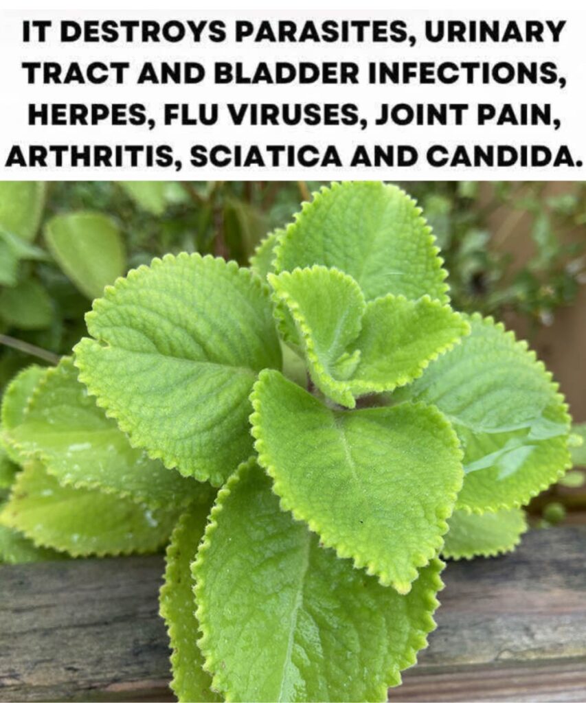 🌿 Oregano: Nature’s Small but Mighty Healer