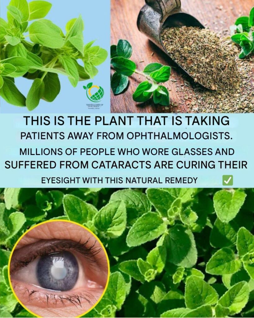Orégano Orejón – The Miracle Plant for Eye and Body Health