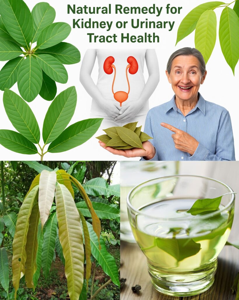 Unlock Nature’s Secret: The Four-Leaf Infusion for a Vibrant, Balanced Life