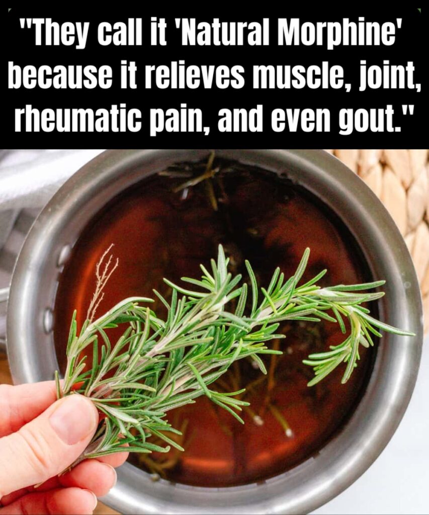 Discover the Power of Rosemary: Nature’s Morphine in Your Home