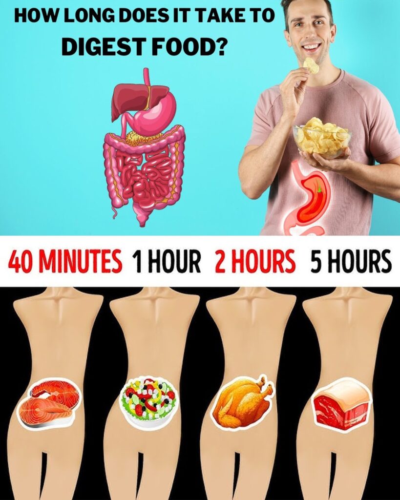 🥗 How Long Does Food Stay in Your Stomach? The Truth About Digestion and Energy