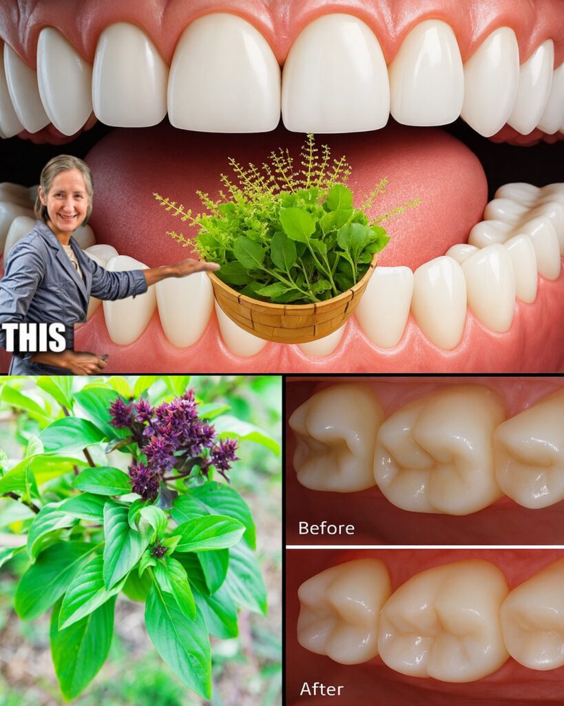 Unlock Holy Basil’s Secret for a Radiant Smile