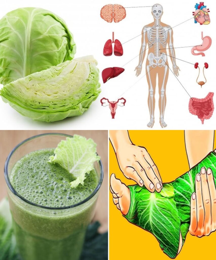 🌿 THE HUMBLE SUPERFOOD: 14 Incredible Things That Happen When You Eat Cabbage Every Day