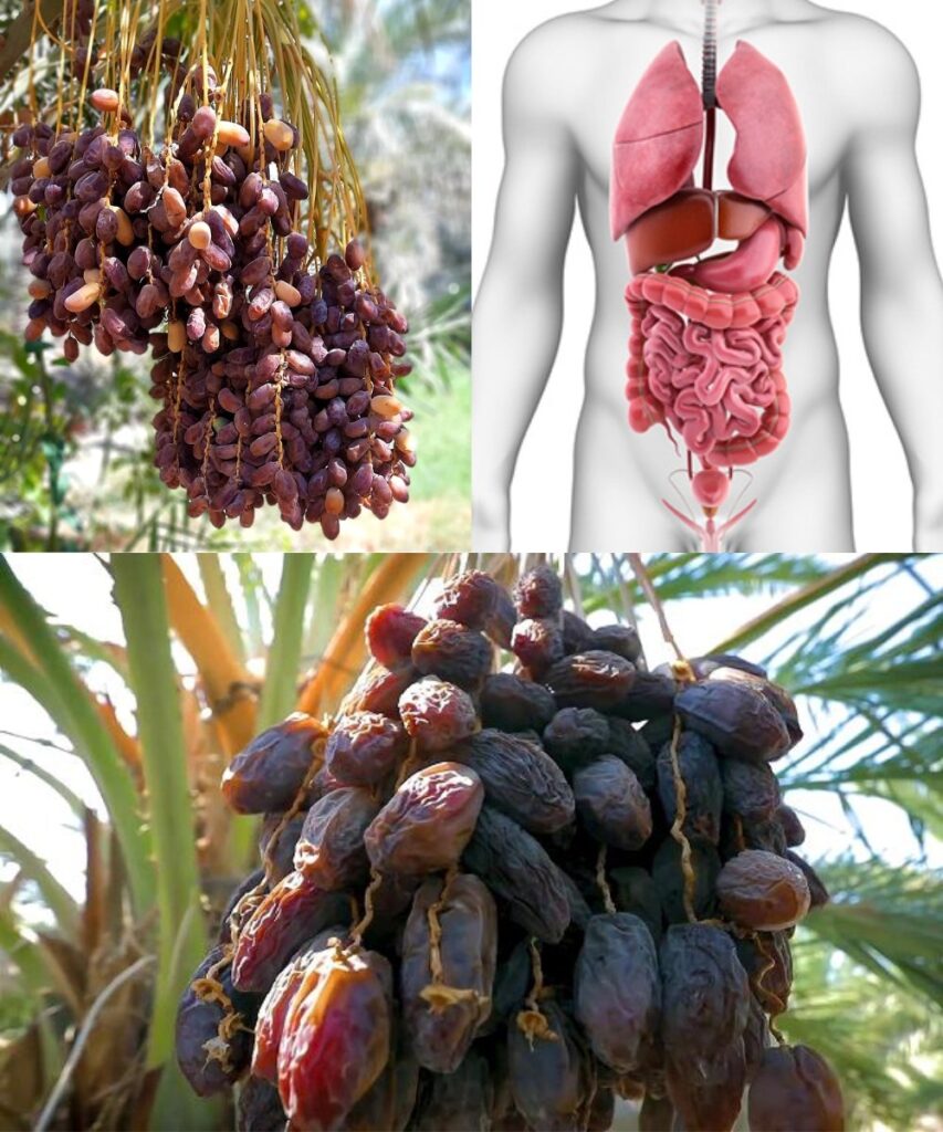 Consume Three Dates a Day: Impact on Your Health, Recipes, and Everything You Need to Know