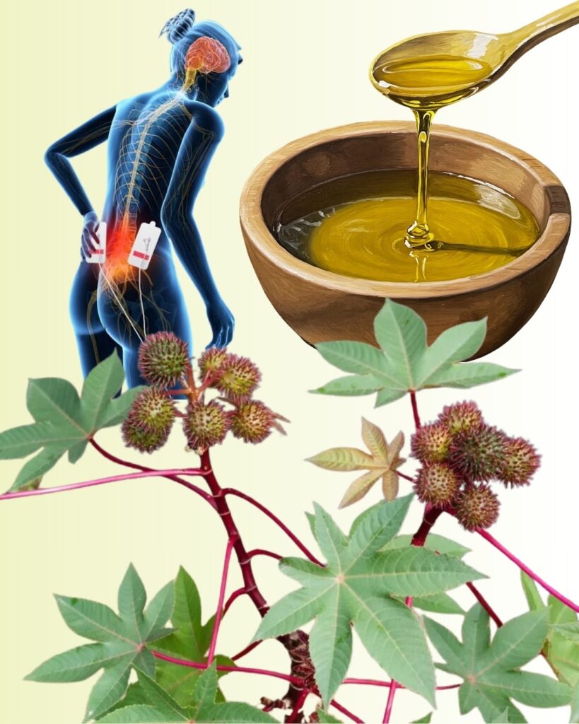 🌿 Discover the Hidden Gold in Your Garden: The Amazing Power of Castor Leaves