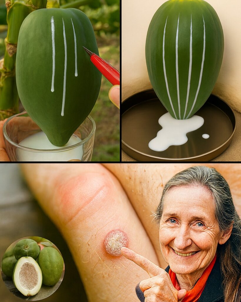  Discover Papaya’s Milky Sap: 9 Hidden Benefits You’re Missing Out On 