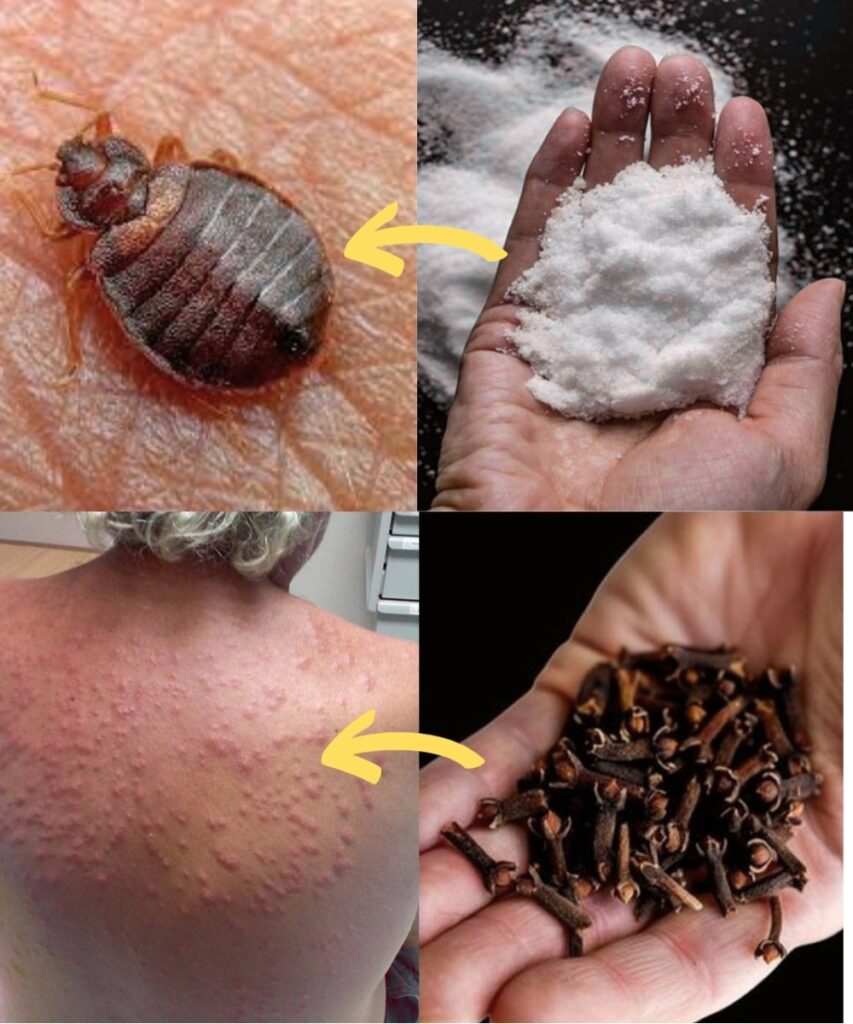 Natural Ways to Combat Bed Bugs and Household Pests: Diatomaceous Earth & Cloves
