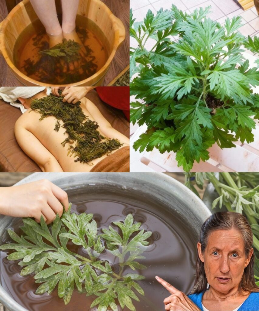 🌿 The Ancient Power of Wormwood: Unlock 10 Remarkable Health Benefits