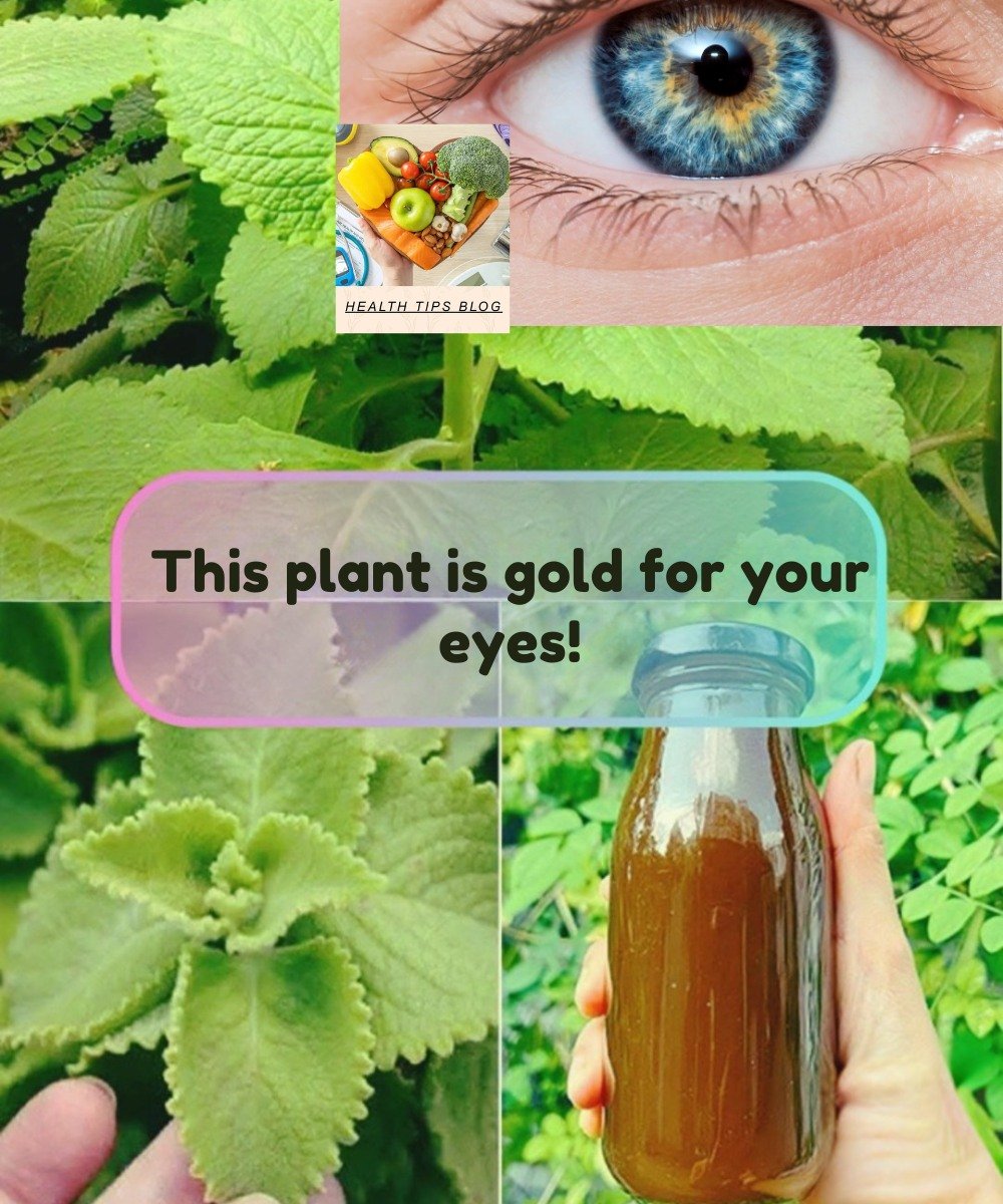 Cuban Oregano (Orégano Orejón) for Eye Health: Gentle Home Remedies 🌿👀
