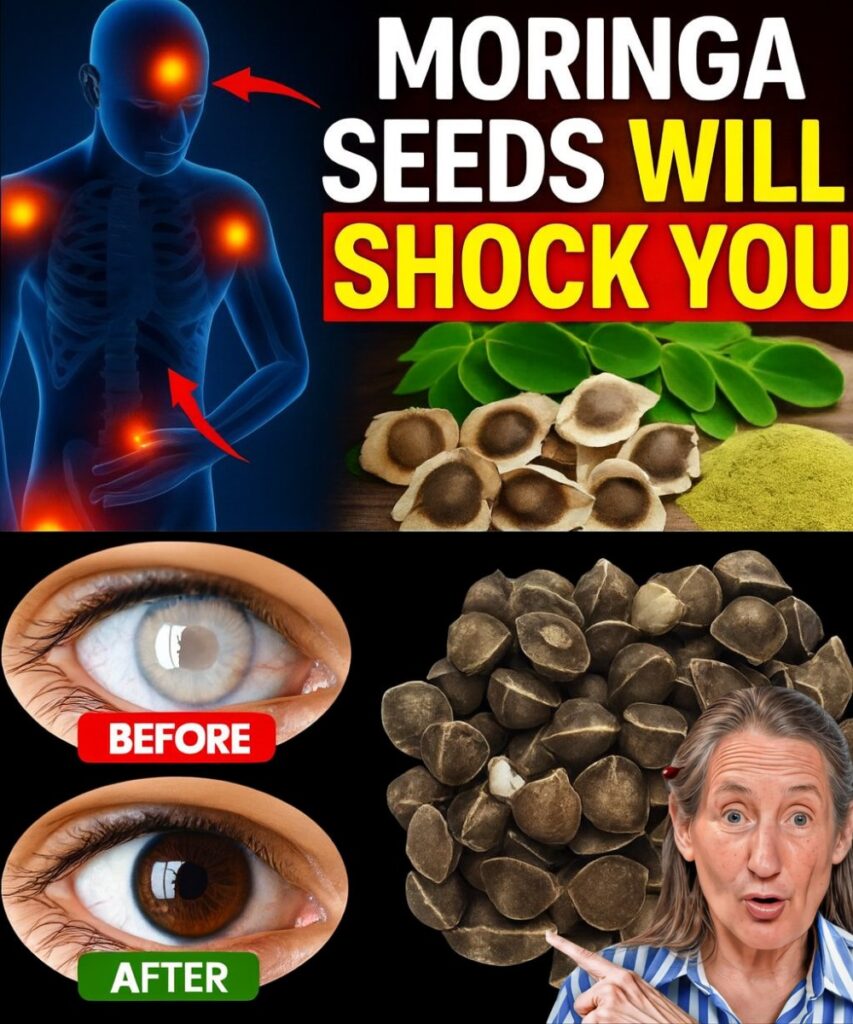  Moringa Seeds: The Tiny Miracle Your Doctor Won’t Tell You About—12 Life-Changing Benefits Await!