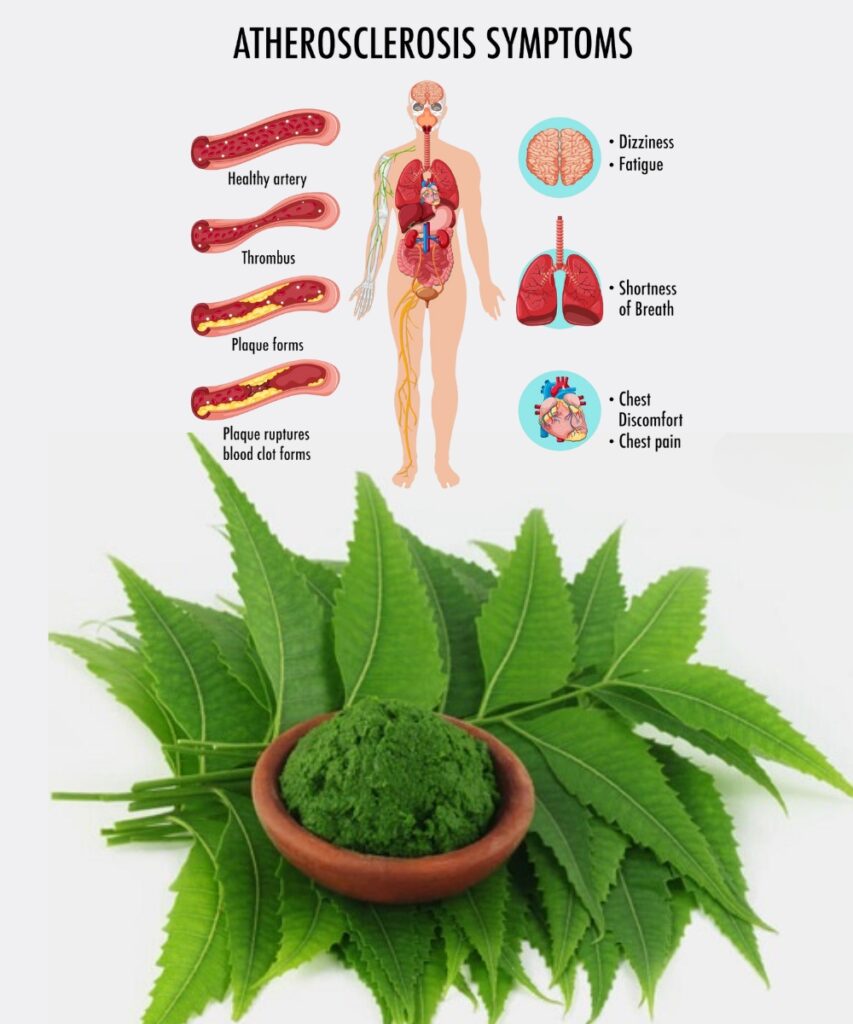 πΏπͺ Discover the Power of the Leaf That Will Transform Your Health!