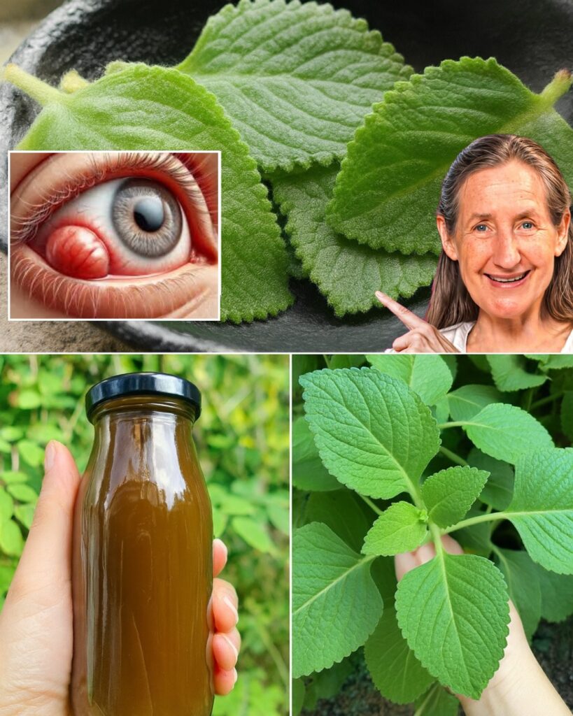  Oregano Unveiled: 18 Reasons This Humble Herb Is a Wellness Powerhouse