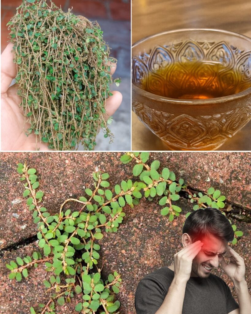 The Health Benefits of Euphorbia Thymifolia: A Powerful Yet Overlooked Herb