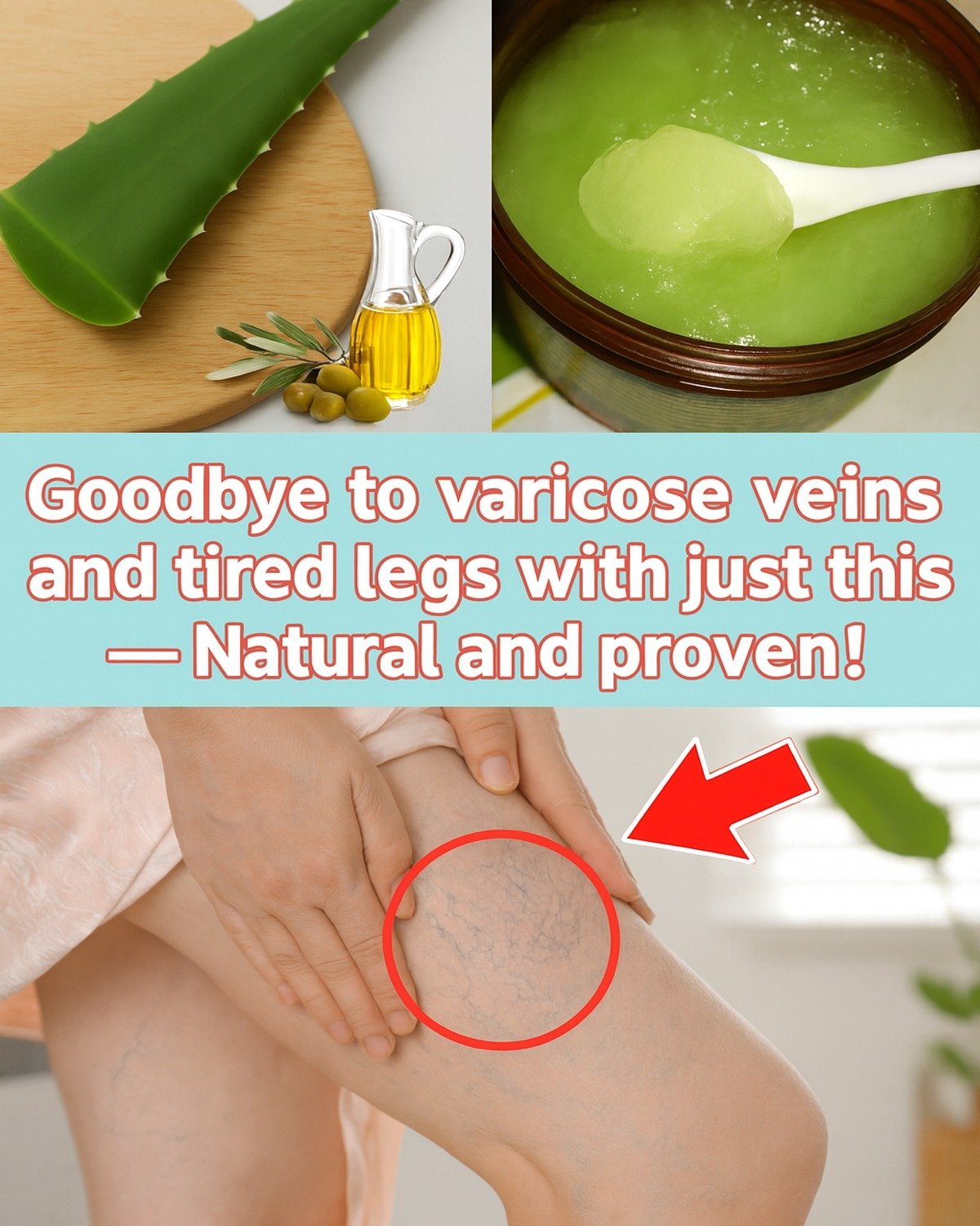 Revive Tired Legs: Aloe Vera Secrets to Ease Varicose Veins Naturally