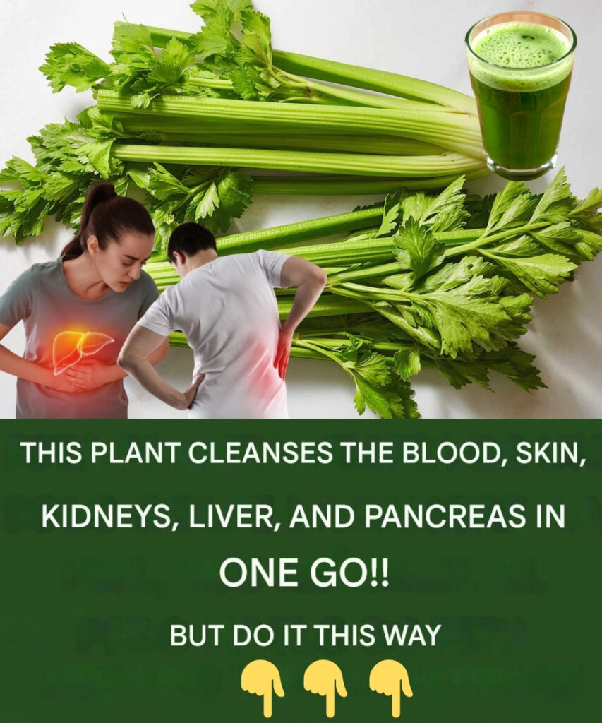Celery for Kidneys & Liver: The Natural Cleanser Your Body Will Thank You For