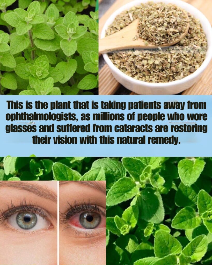 🌿 Orégano Orejón: The Gentle Healing Herb for Eye and Body Wellness