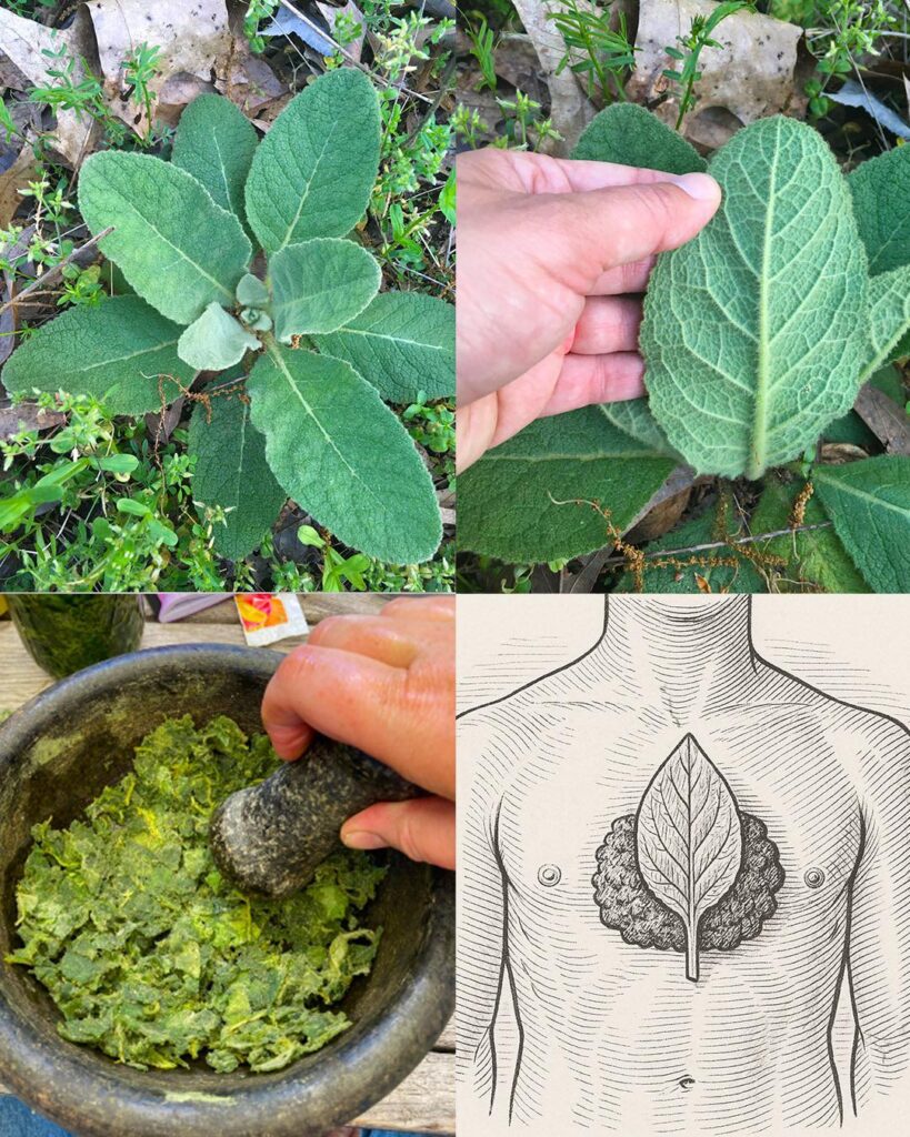 The Remarkable Benefits and Uses of Mullein Leaves