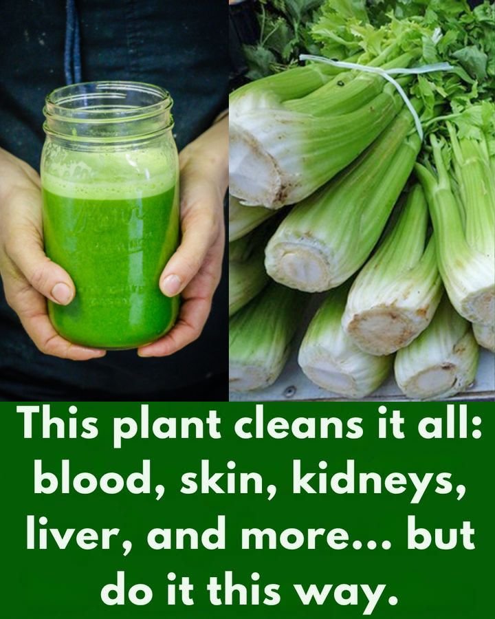 Celery Juice for Kidneys, Liver & Lungs: A Gentle Wellness Guide, Recipe & Daily Care 