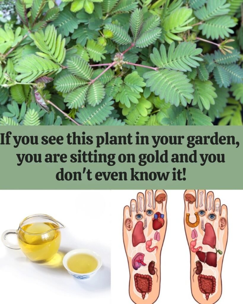 🌿✨ If You See This Plant in Your Garden, You’re Sitting on Gold — and Don’t Even Know It! 💬👀