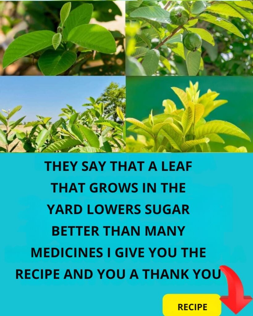 🌿 Goodbye High Sugar: Discover the Natural Power of Guava 💚