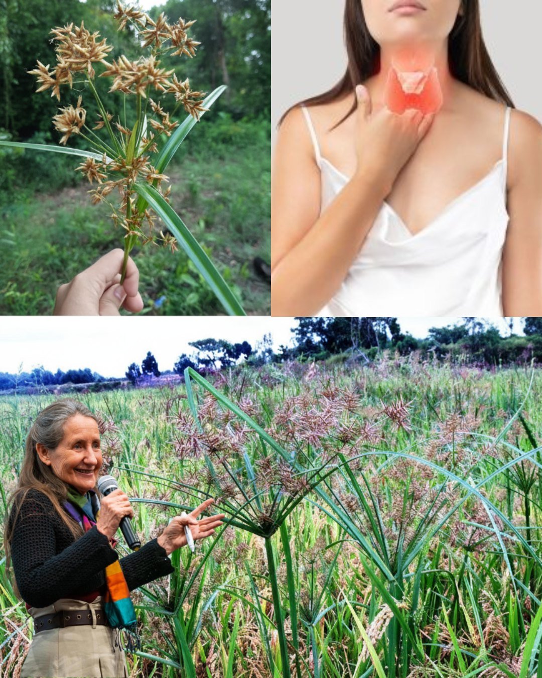  The Unassuming “Weed” That Ancient Doctors Guarded: Is Nutgrass the Ultimate Health Secret?