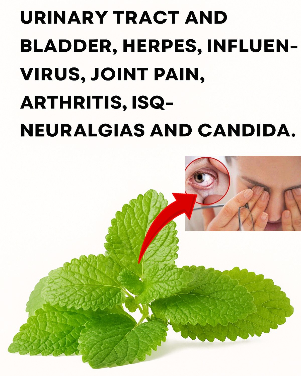 Oregano for Eyes: The Little Leaf with Big Vision Benefits