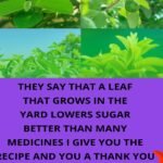 Ditch Sugar Spikes: Unlock Guava’s Hidden Power to Balance Blood Sugar Naturally!