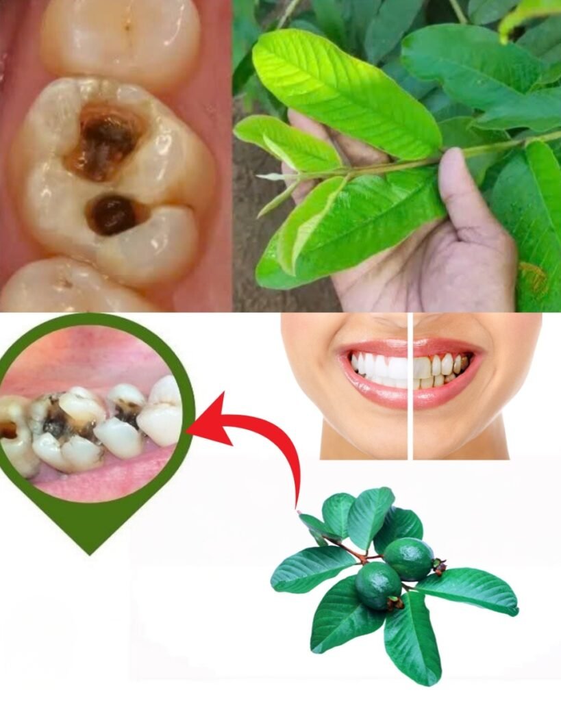 🌿 Discover Nature’s Secret: 3 Gentle Guava Leaf Remedies to Support Oral Health