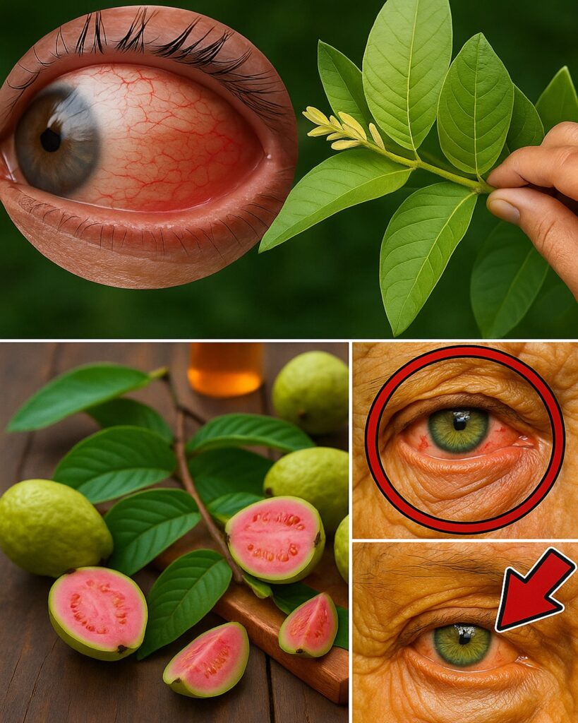 Guava: Unlock Nature’s Hidden Power for Sharper Vision and Healthier Eyes
