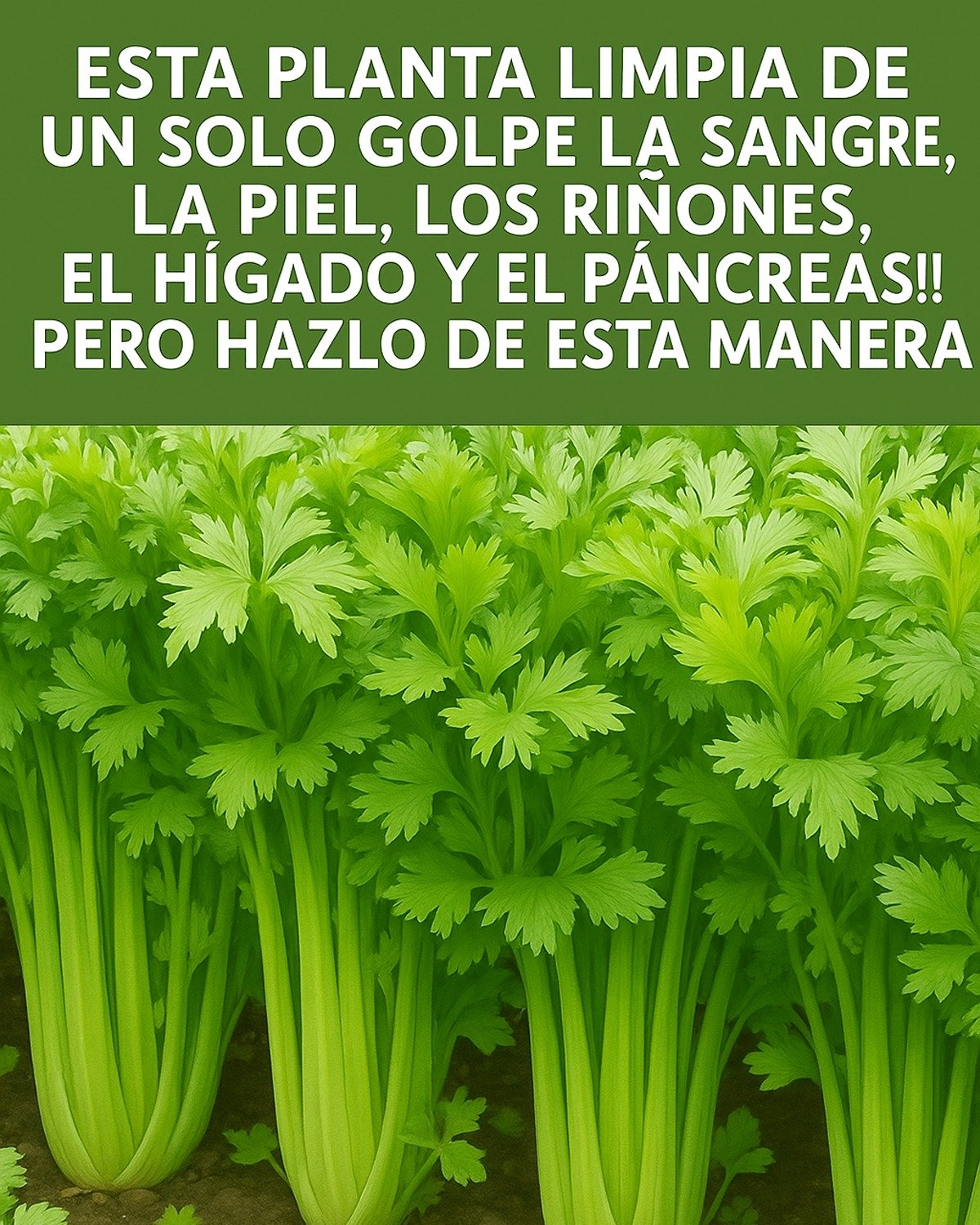 Unlock Nature’s Hidden Detox Secret with One Simple Herb