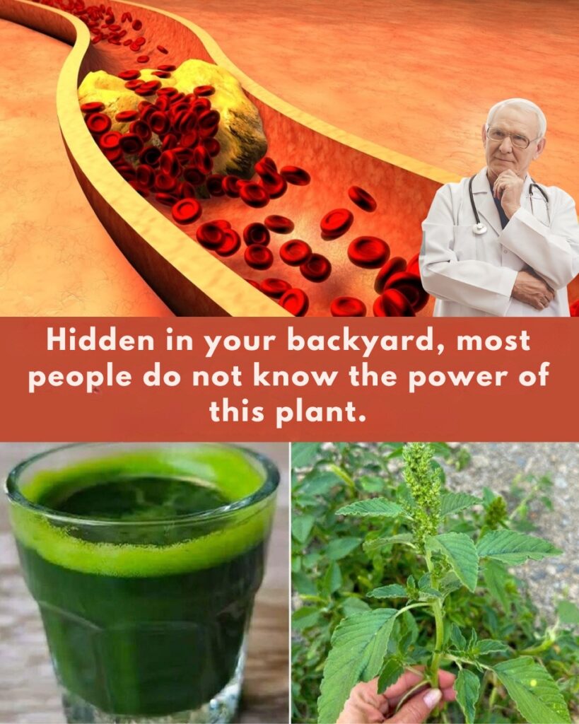 🌿 Health Benefits of Caruru (Bredo): 10 Natural Properties + Easy Homemade Recipes 💚