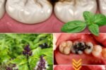 The Benefits of Holy Basil (Tulsi) for Better Oral Health