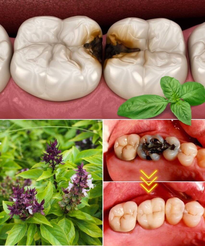 The Benefits of Holy Basil (Tulsi) for Better Oral Health