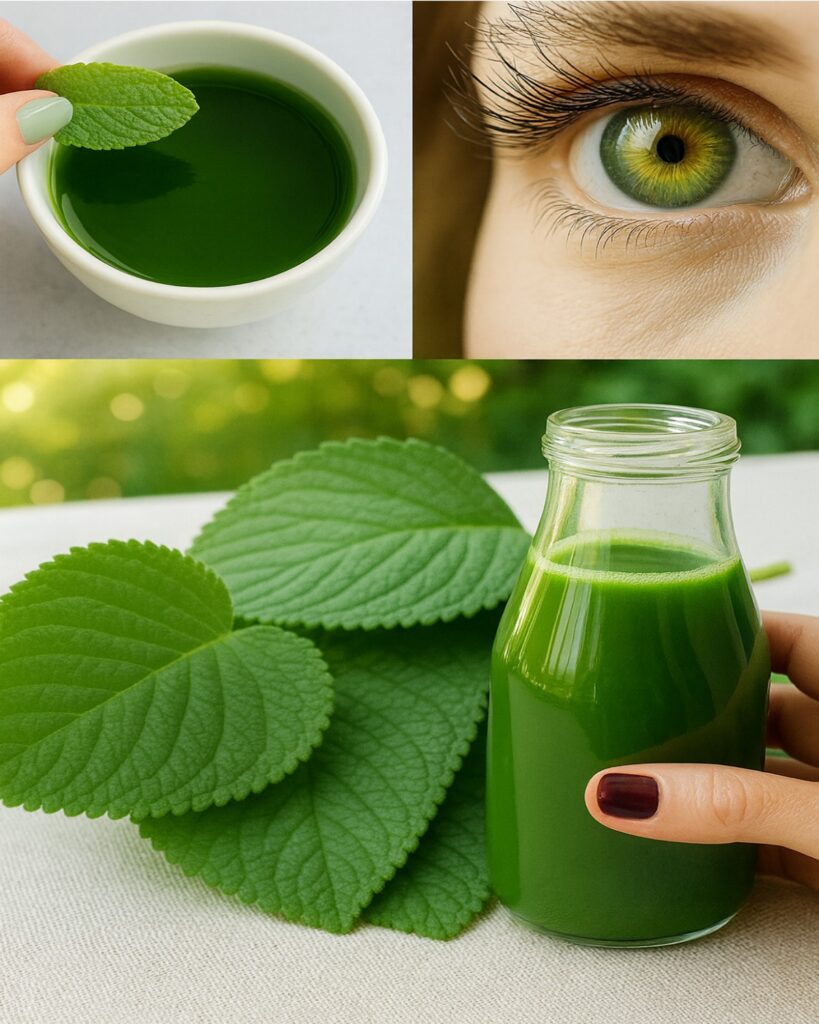 The Leaf That Restores Clear Eyesight