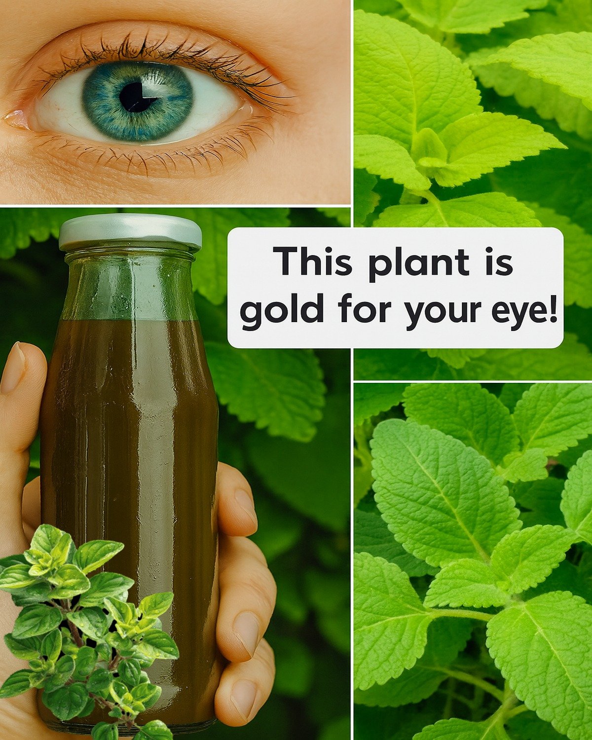 Oregano for Eyes: The Little Leaf with Big Vision Benefits