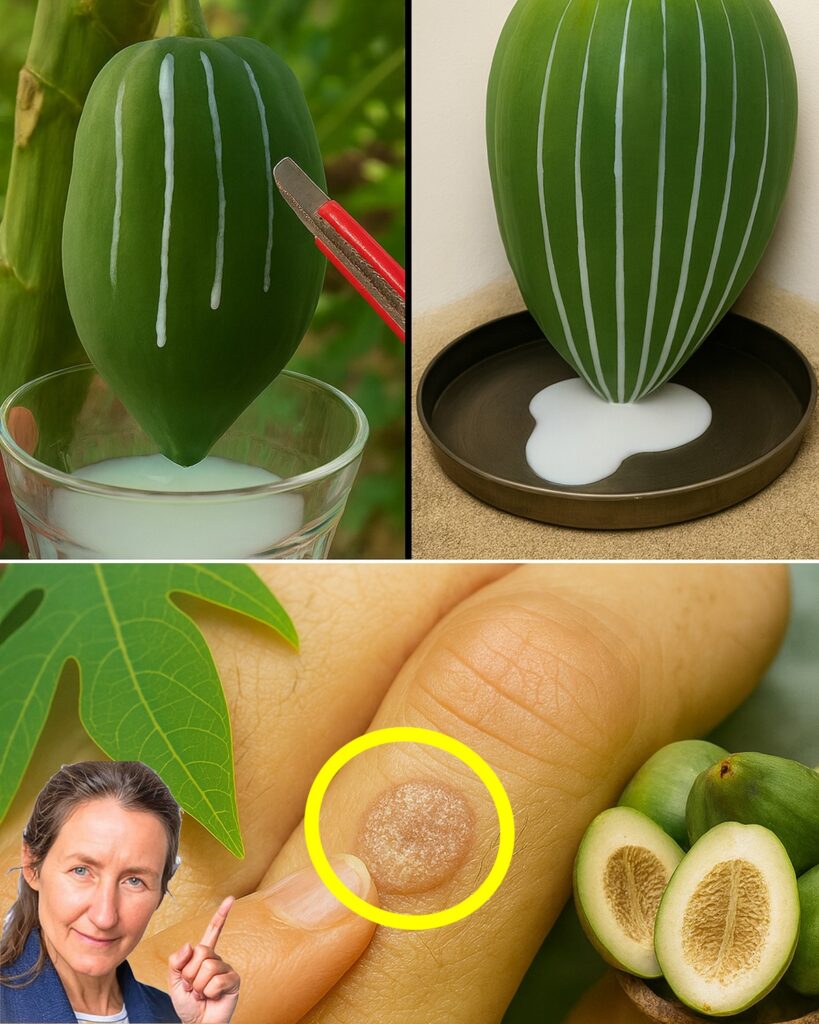 18 Amazing Health Benefits of Papaya Latex (Papaya Milk) and How to Use It